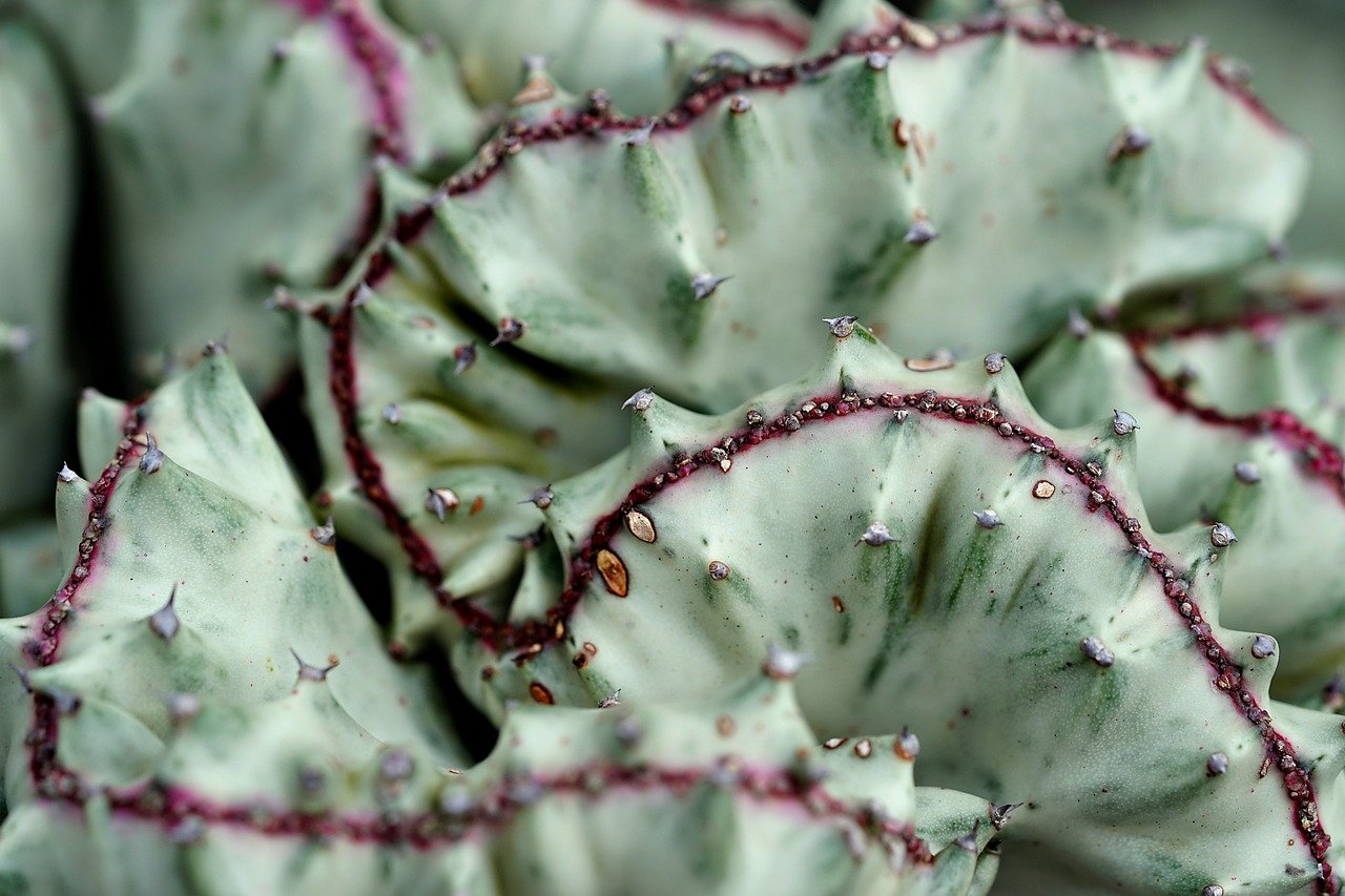 Plants and Consciousness - A Potential Existence